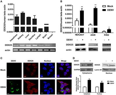 DEAD-Box Helicase DDX25 Is a Negative Regulator of Type I Interferon Pathway and Facilitates RNA Virus Infection